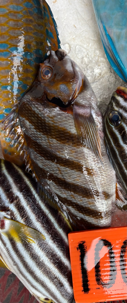 Spottedtail morwong (Cheilodactylus zonatus) — Cheilodactylidae