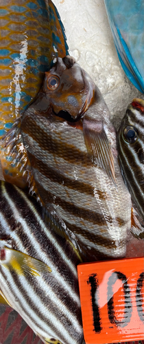Spottedtail morwong (Cheilodactylus zonatus) — Cheilodactylidae
