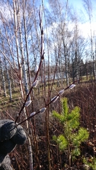 Salix