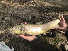Salmo marmoratus