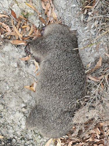 Common wombat
