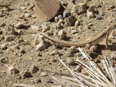 Acanthodactylus boskianus