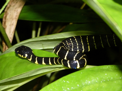 Gold-ringed Cat Snake
