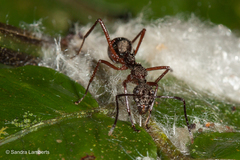 Dolichoderus attelaboides