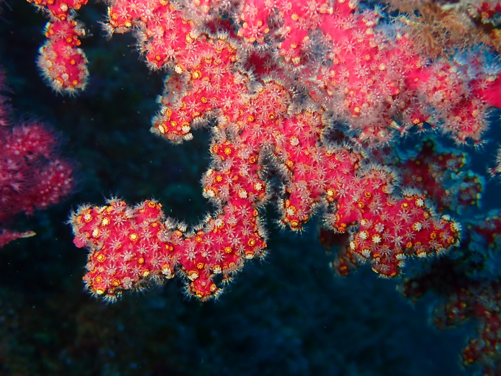 Alcyonium coralloides (Pallas, 1766)