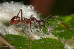 Dolichoderus attelaboides