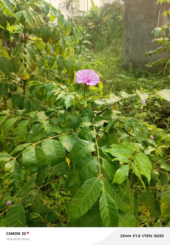 Fig-leaved morning glory