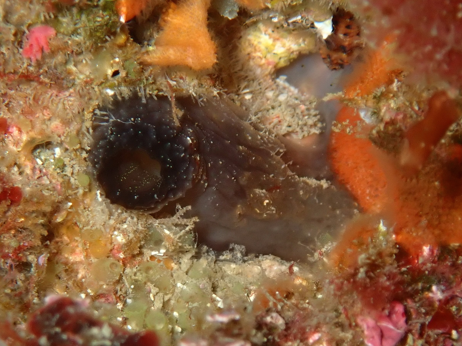 Phallusia fumigata (Grube, 1864)