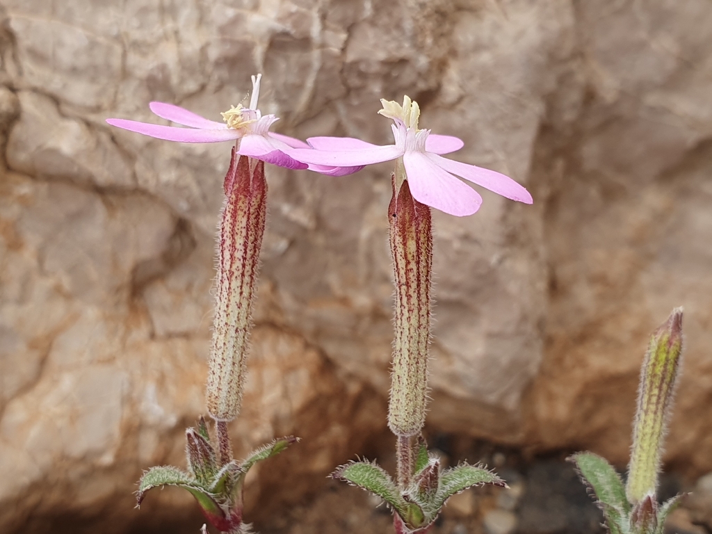 Silene pseudoatocion; photograph (c) Mehdi Chetibi, some rights reserved (CC BY)