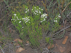 Erica pseudocalycina