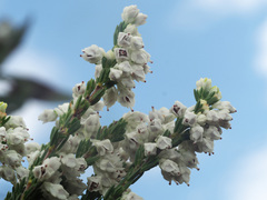 Erica pseudocalycina