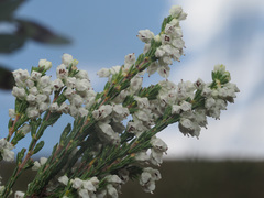 Erica pseudocalycina