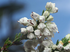 Erica pseudocalycina