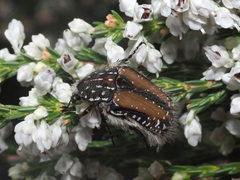 Trichostetha fuscorubra