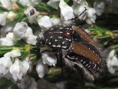Trichostetha fuscorubra