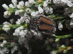 Trichostetha fuscorubra