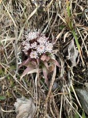 Petasites paradoxus