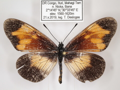 Acraea toruna