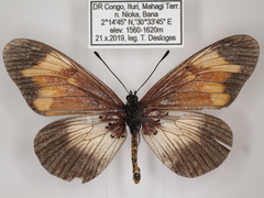 Acraea toruna