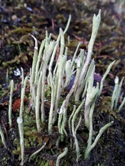 Cladonia subulata