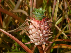 Ananas comosus microstachys