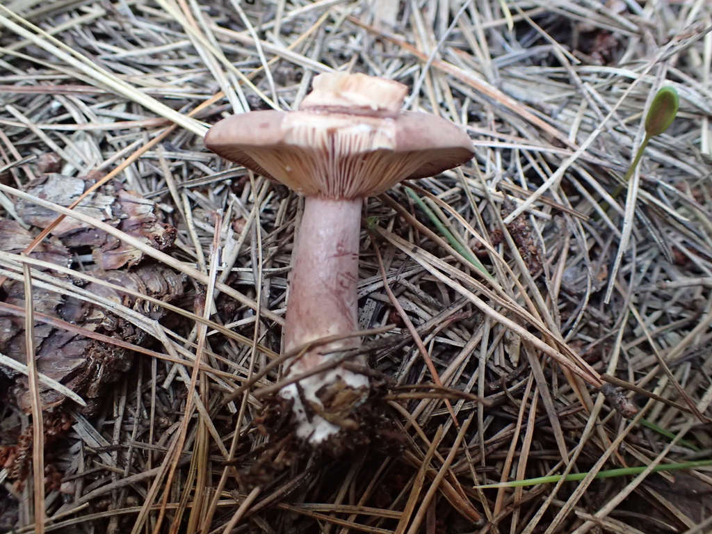 Lactarius rufus · February 2026 · photo: © fuligogirl (iNaturalist, cc-by)