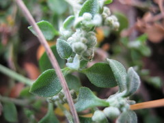Chenopodium desertorum microphyllum