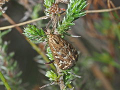 Loxostege frustalis