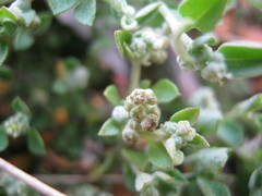 Chenopodium desertorum microphyllum
