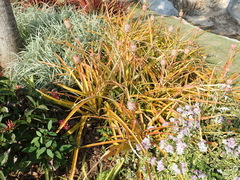 Ananas comosus microstachys