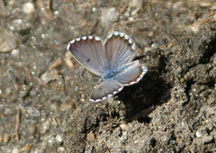 Pseudophilotes panoptes