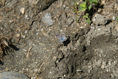 Pseudophilotes panoptes