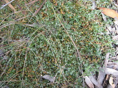 Chenopodium desertorum microphyllum