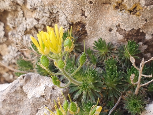 Draba hispanica, photograph 2