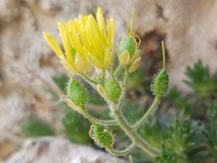 Draba hispanica, photograph (c) Mehdi Chetibi, some rights reserved (CC BY)