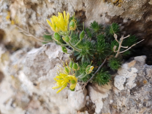 Draba hispanica, photograph 4
