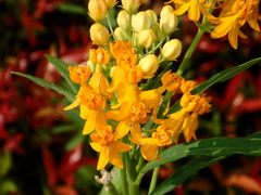 Asclepias curassavica
