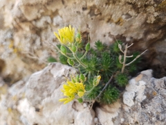 Draba hispanica, photograph (c) Mehdi Chetibi, some rights reserved (CC BY)