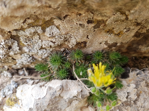 Draba hispanica, photograph 6