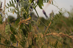 Vicia villosa villosa