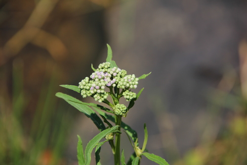 Ethulia conyzoides observed 2026-02-28