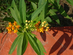 Asclepias curassavica