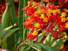 Asclepias curassavica