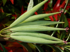 Asclepias curassavica