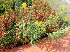 Asclepias curassavica