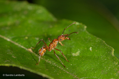 Ectatomma tuberculatum