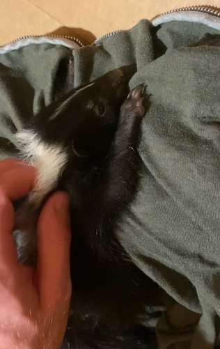 Striped Skunk observed by ariherron