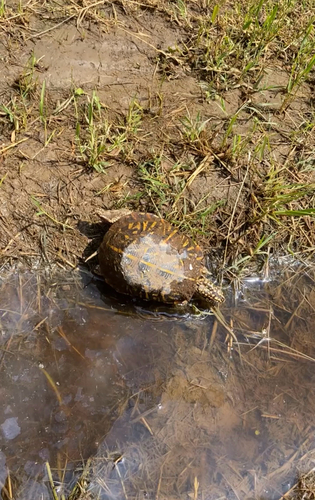 Ornate Box Turtle observed by ariherron