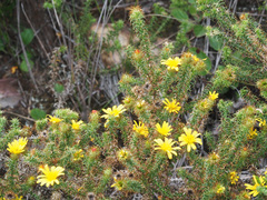 Cullumia bisulca