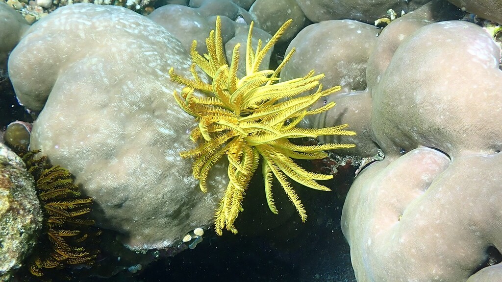 Bennett's Bushy Feather Star
